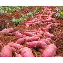 fresh sweet potato best price/ FRESH SWEET POTATO FROM VIETNAM